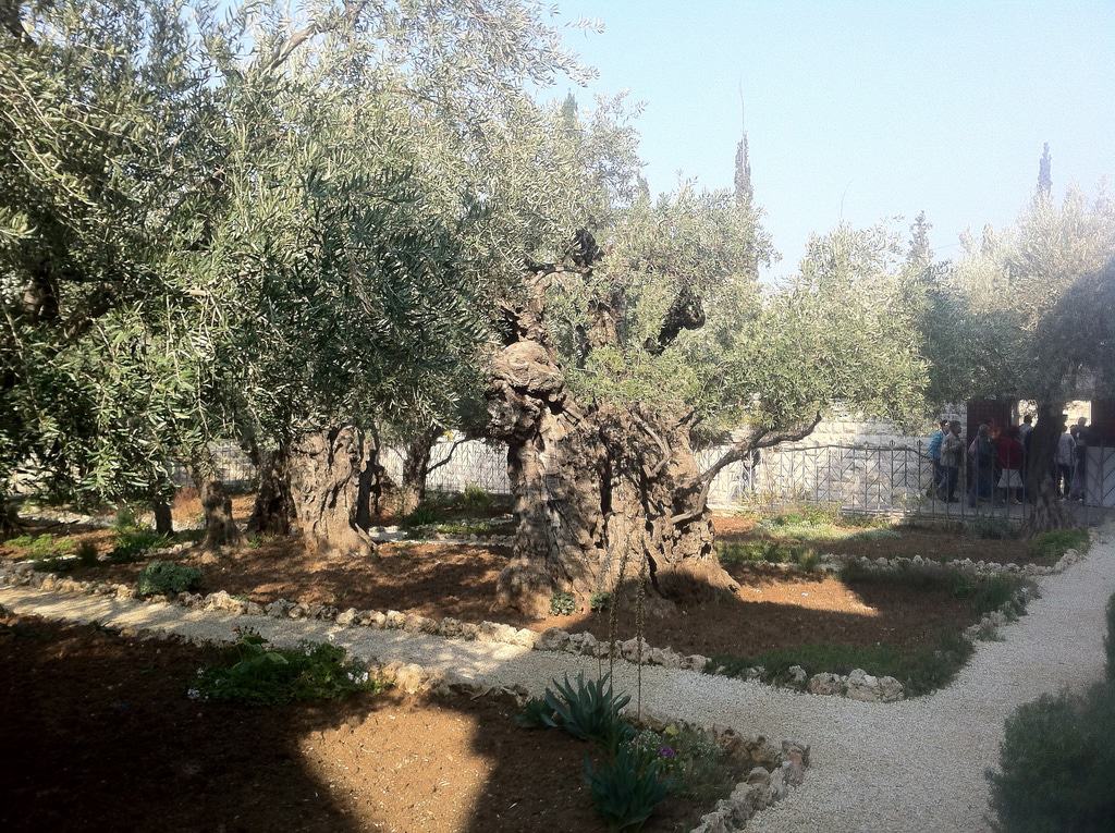 Jardín de Getsemeno