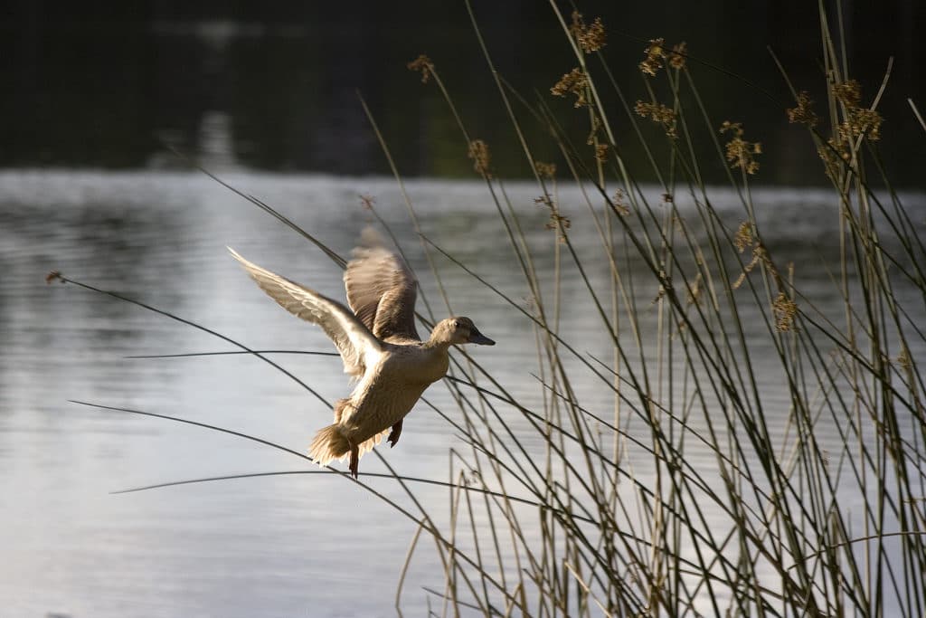 Lago Cherokee, Orlando