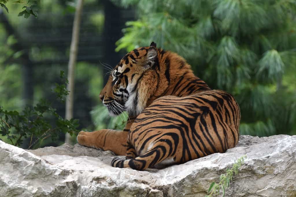 Zoológico de Amiens