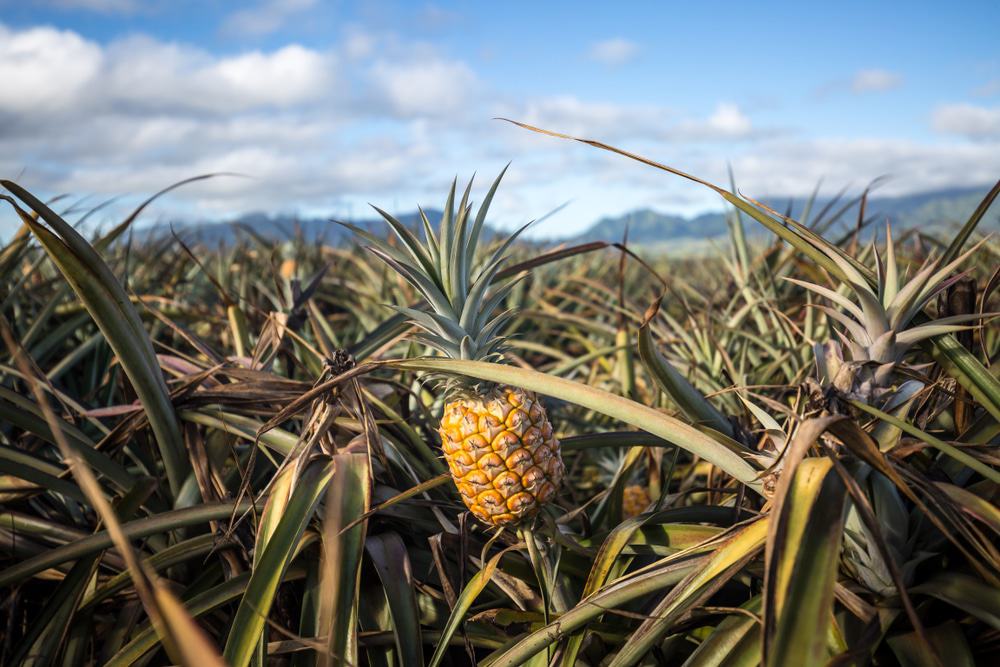 Granja de piña de Maui