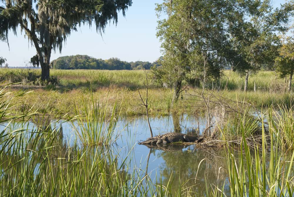 Refugio Nacional de Vida Silvestre de Savannah