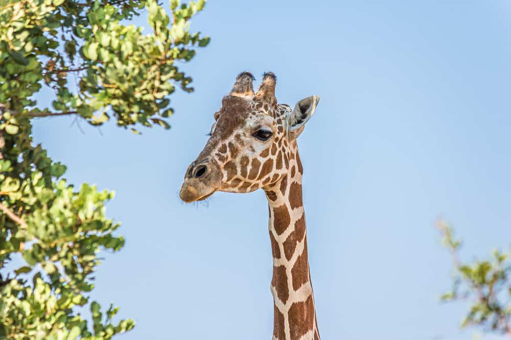 Zoológico de Pafos