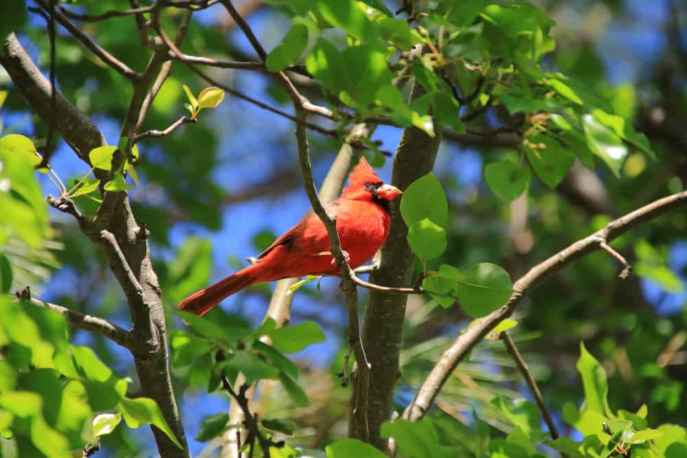 cardenal de plumas rojas