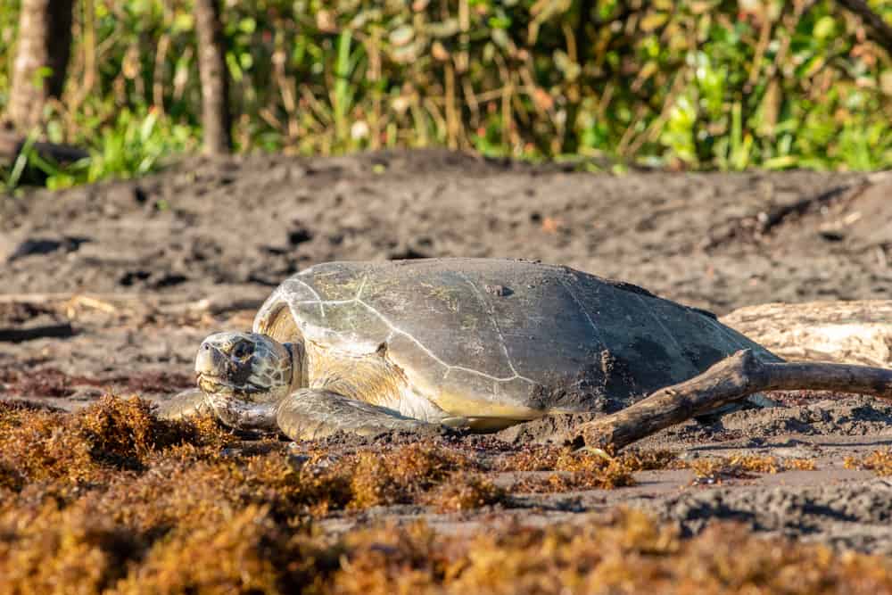 Parque Nacional Tortuguero