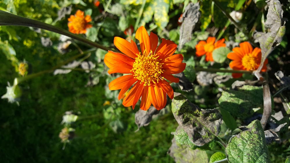 Los jardines suspendidos