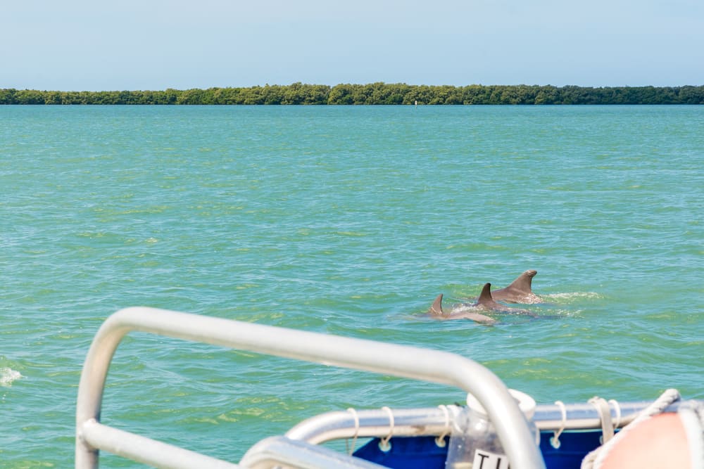 Tour de delfines en la bahía de Tampa