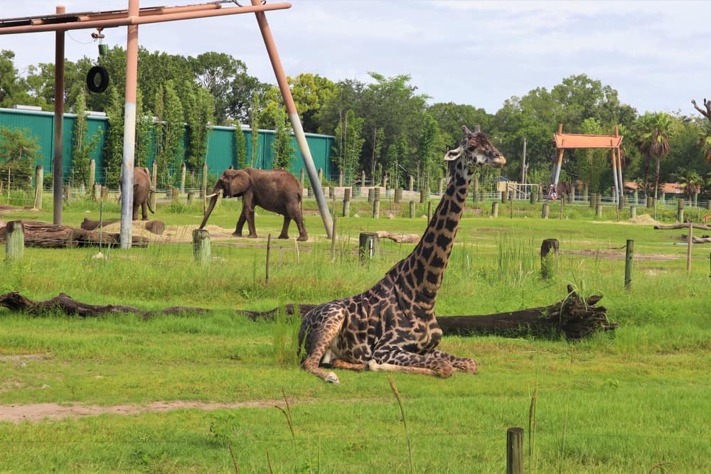 ZooTampa en Lowry Park