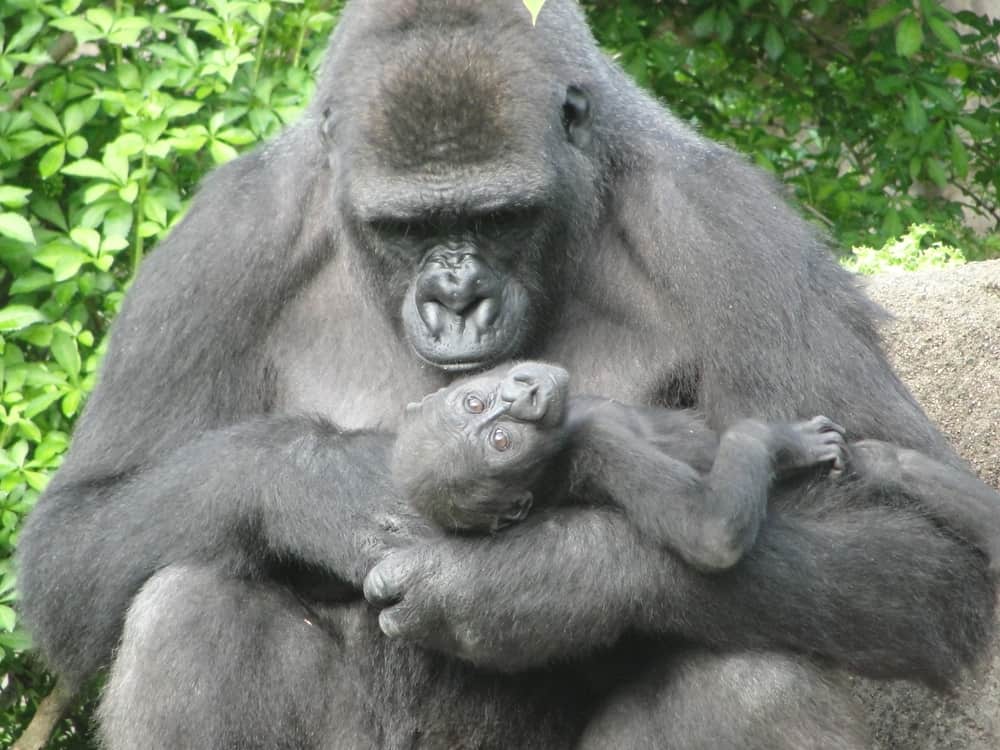 Zoológico de Cincinnati