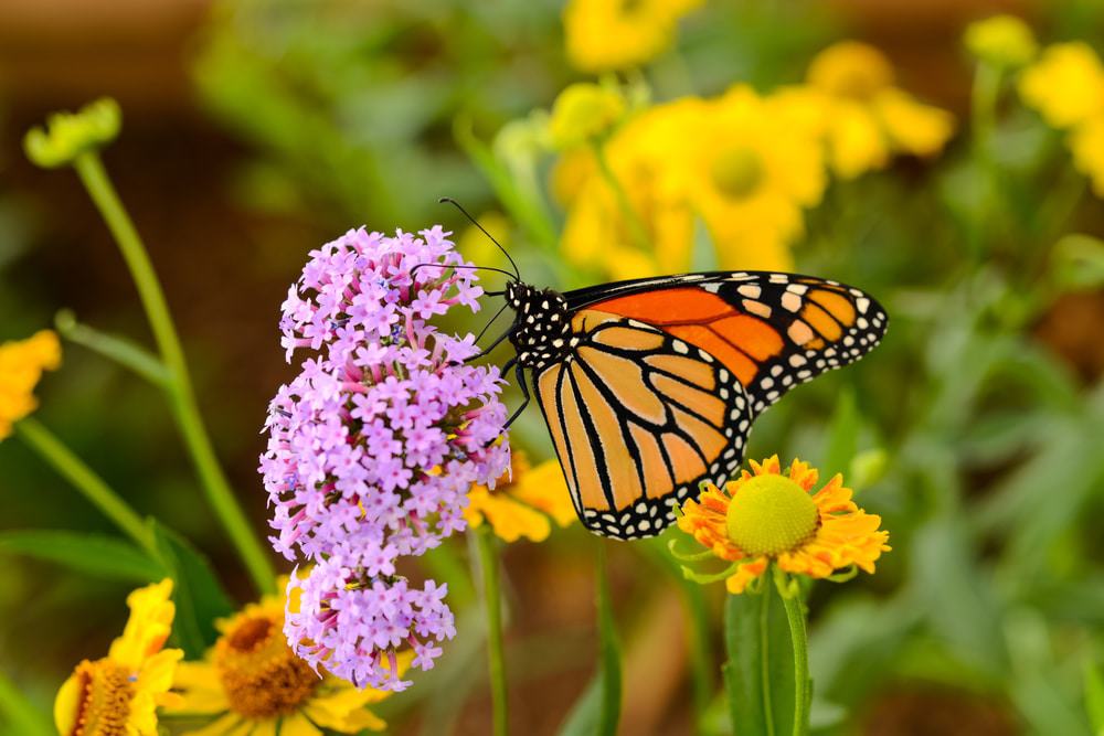 Mariposa monarca