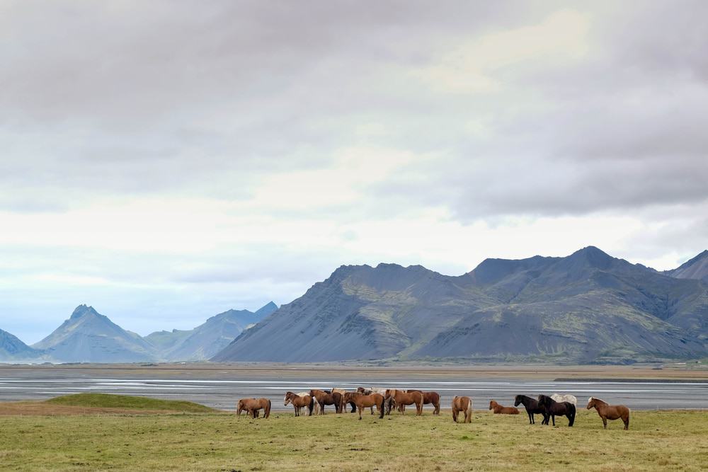 Este de Islandia