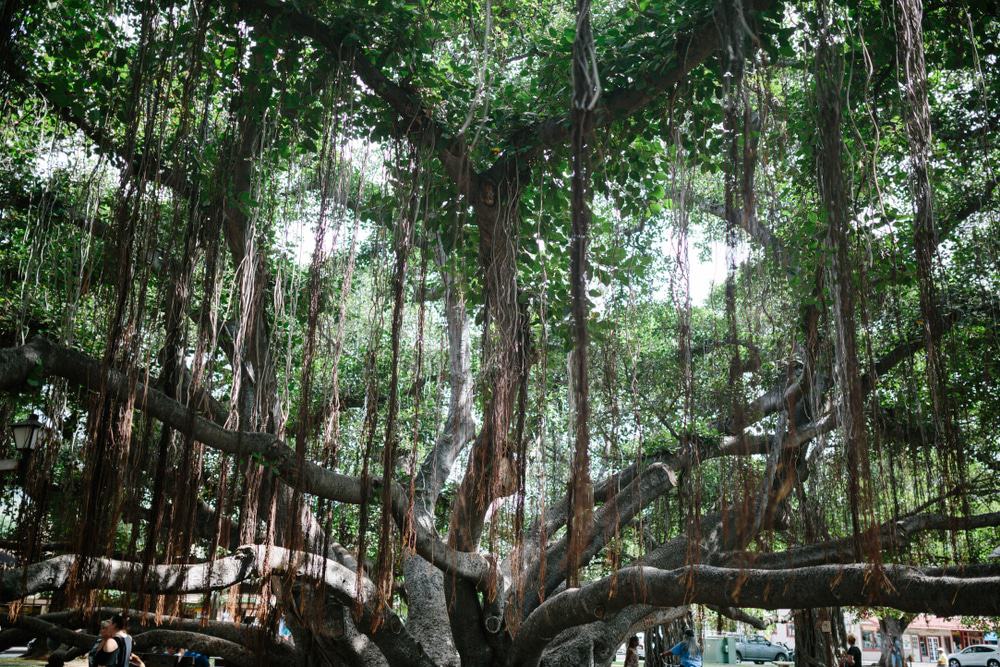 Parque Lahaina Banyan Court