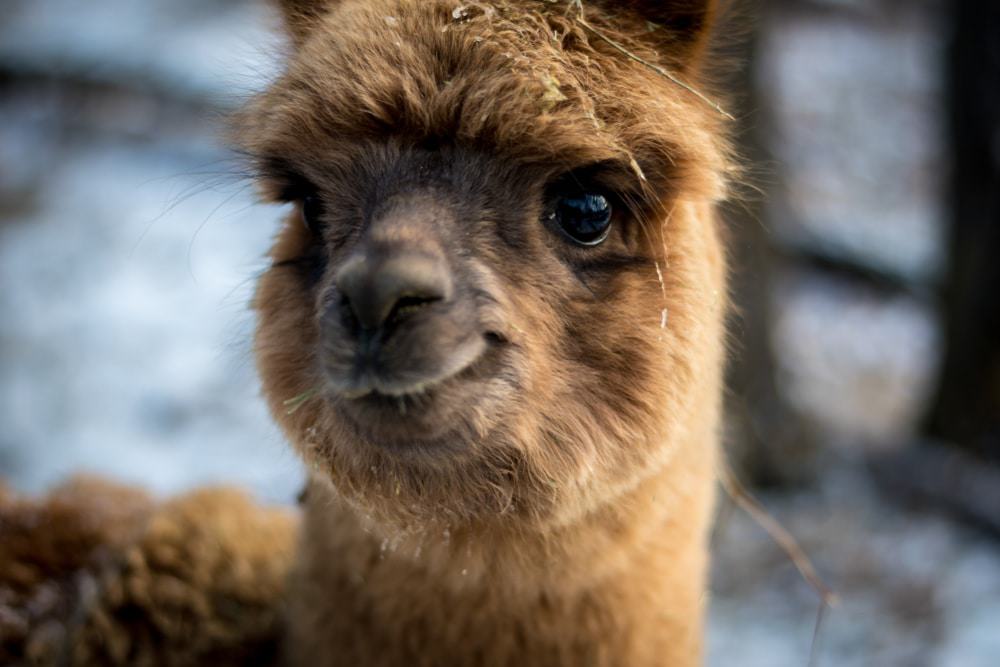 Alpaca