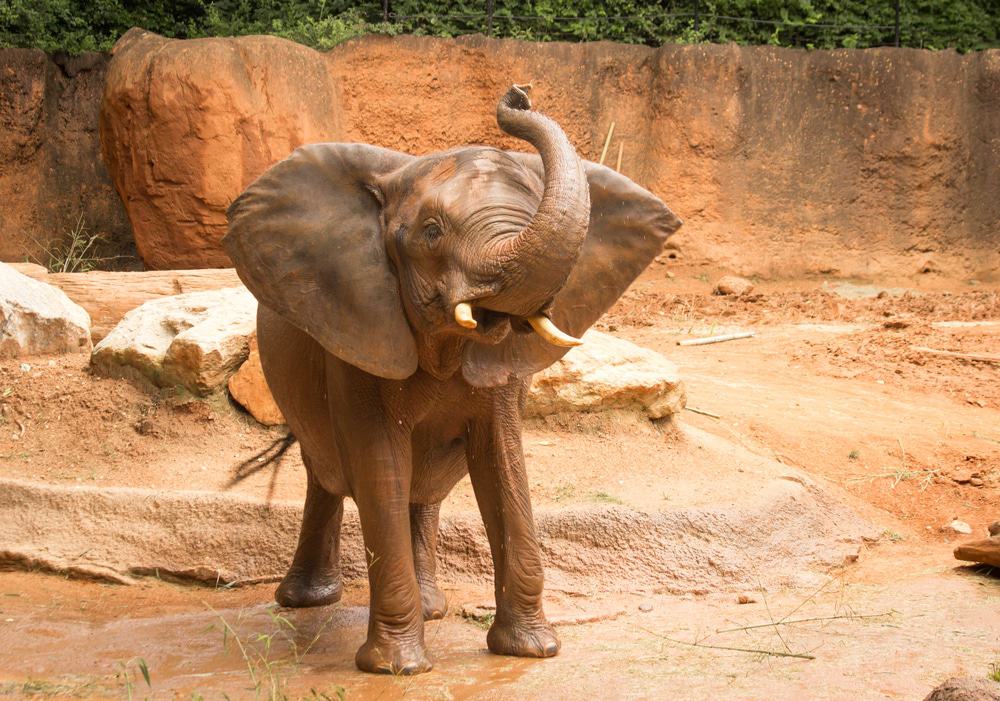 Zoológico de Atlanta