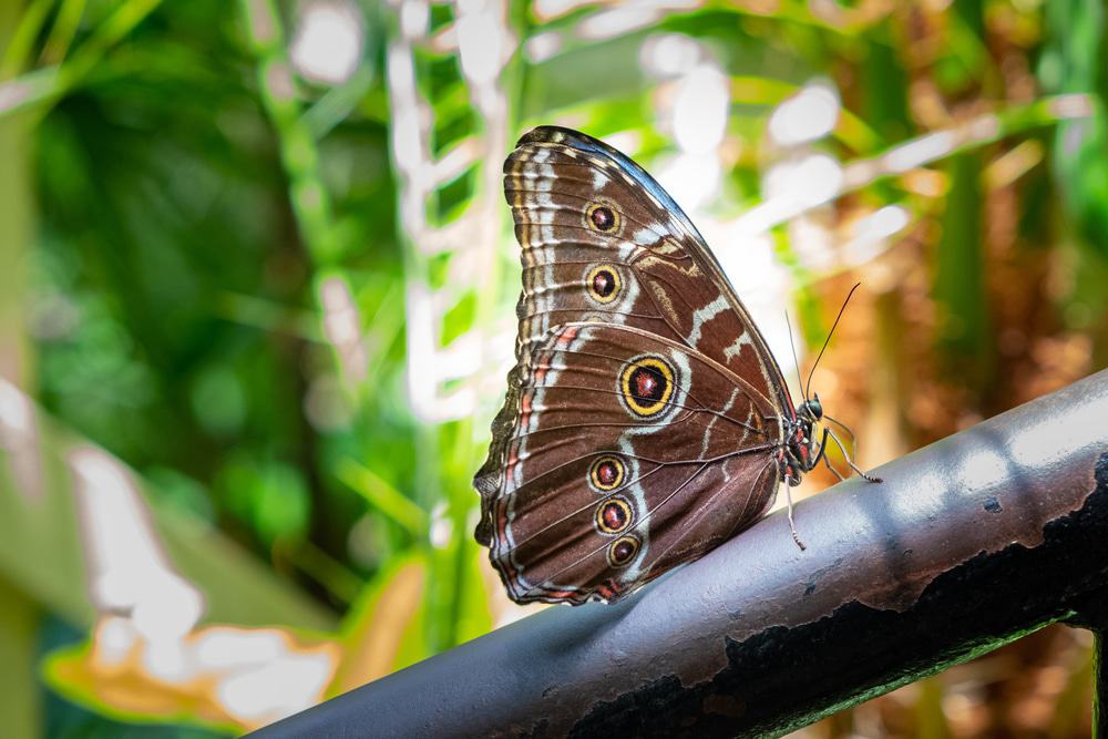 Centro de Mariposas Cecil B Day