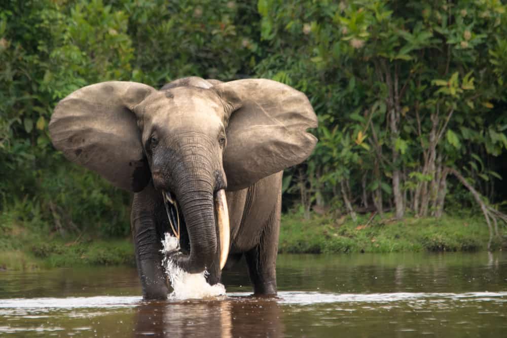 Elefante del bosque