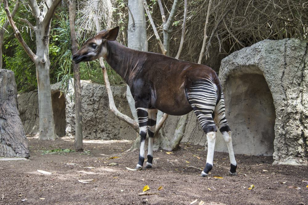 Reserva de Vida Silvestre Okapi