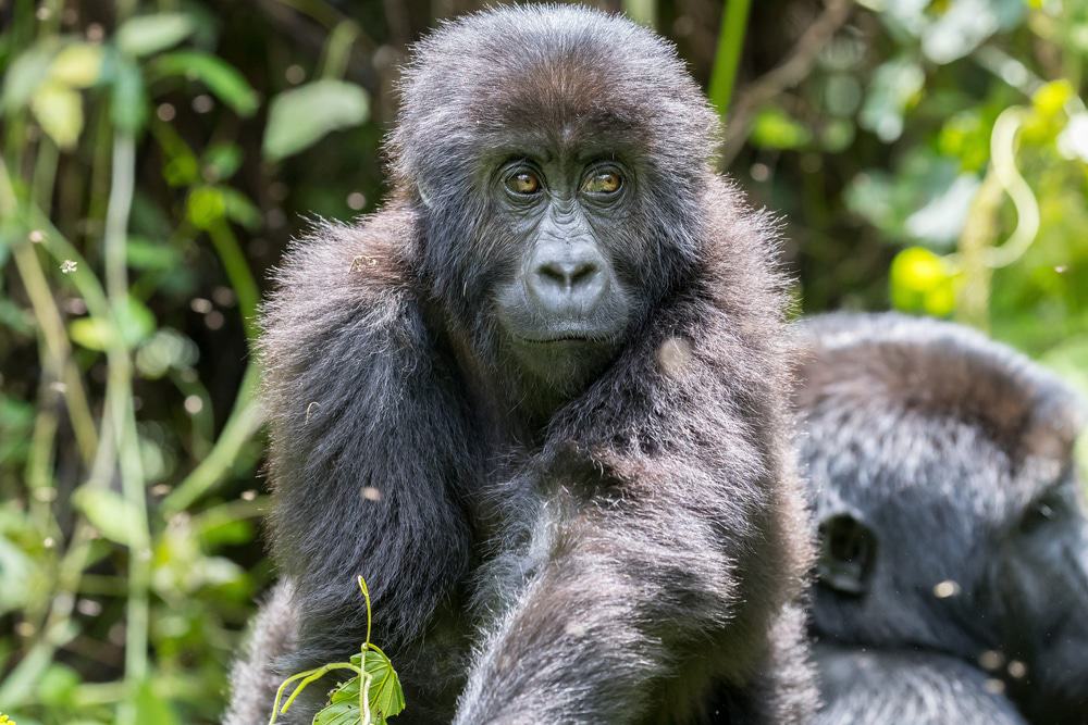 Parque Nacional Kahuzi Biega, República Democrática del Congo