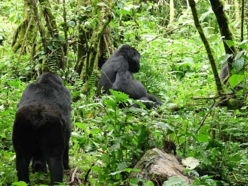 Experiencia de 5 días de los primates en Uganda