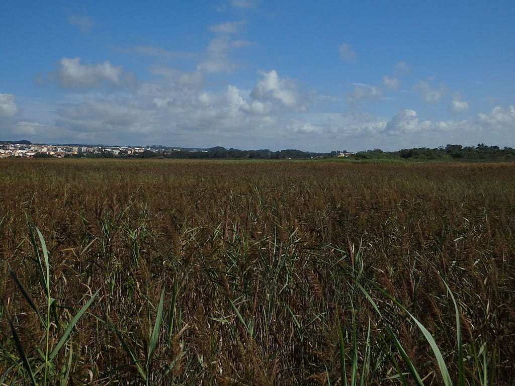 barriña de esmoriz