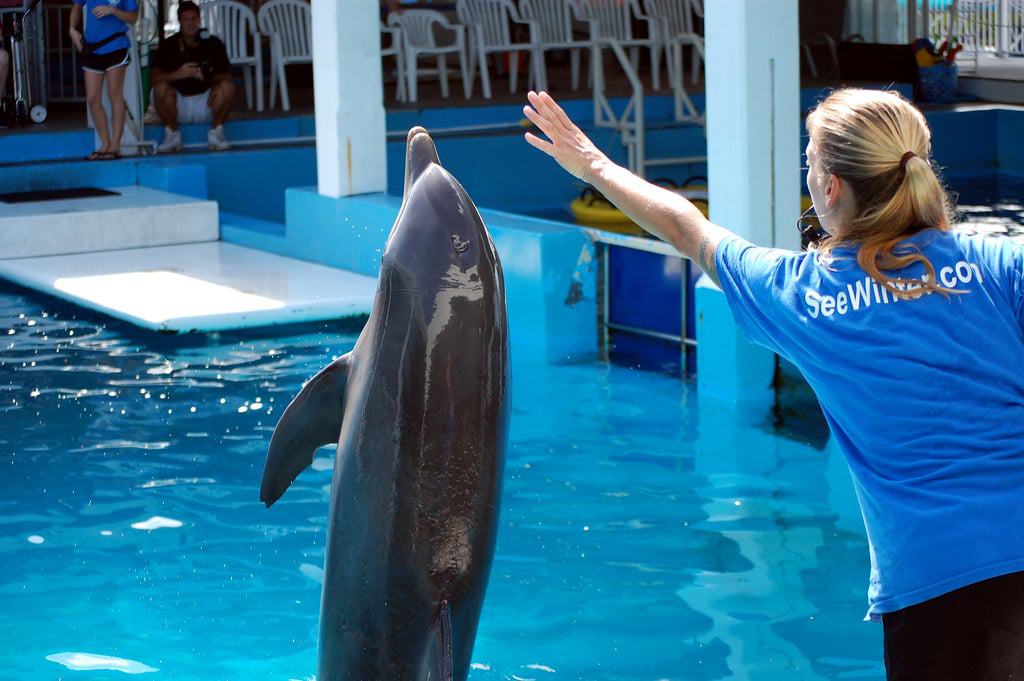 Acuario marino de Clearwater