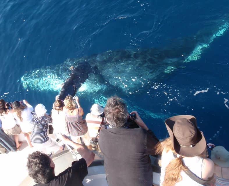 Tour de avistamiento de ballenas en Newport Beach