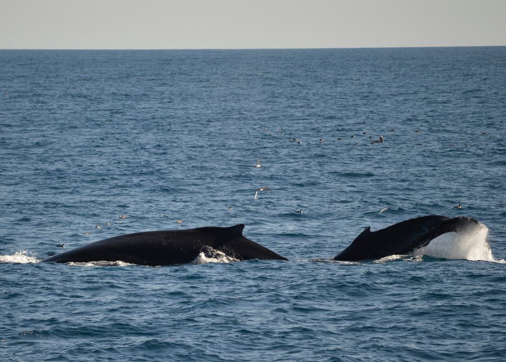 Avistamiento de Ballenas en San Diego