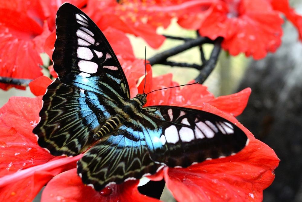 Granja de mariposas en Batu Ferringhi