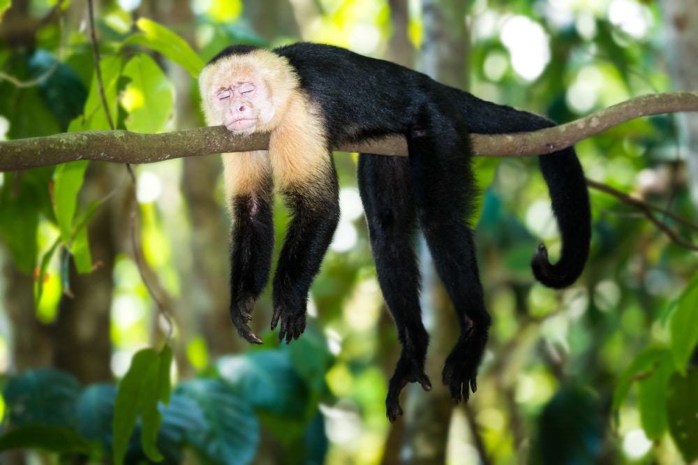 Parque Nacional Manuel Antonio