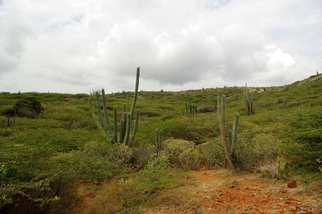 Parque Nacional Arikok, Aruba