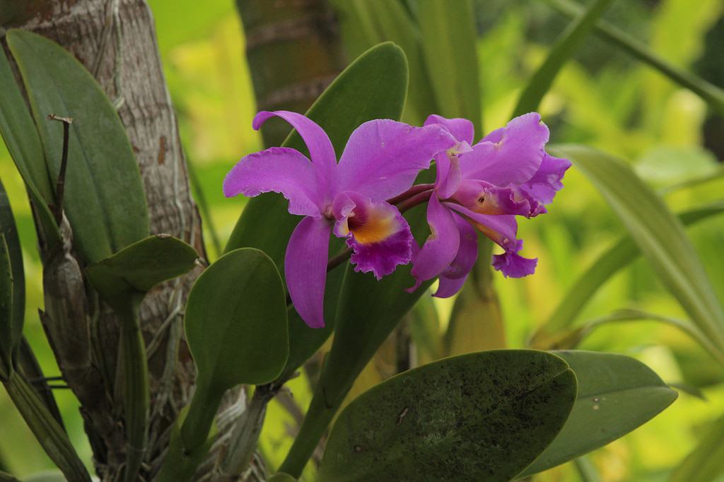 Jardín de orquídeas de Bali