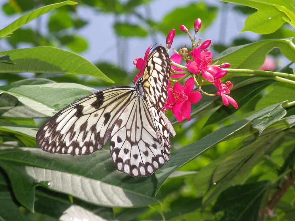 Granja de mariposas, Aruba