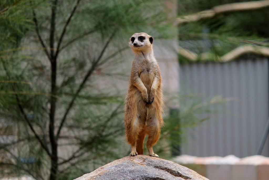 Zoológico Nacional y Acuario