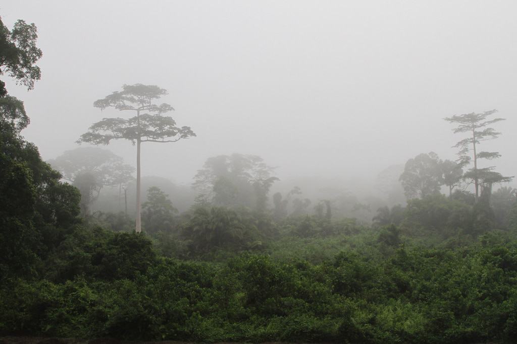 Parque Nacional Taï, Costa de Marfil