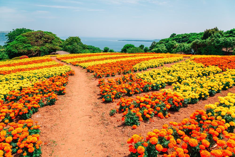 Isla Nokonoshima, Japón