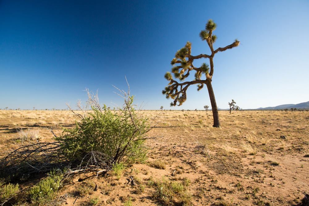 Parque Nacional del Árbol de Josué