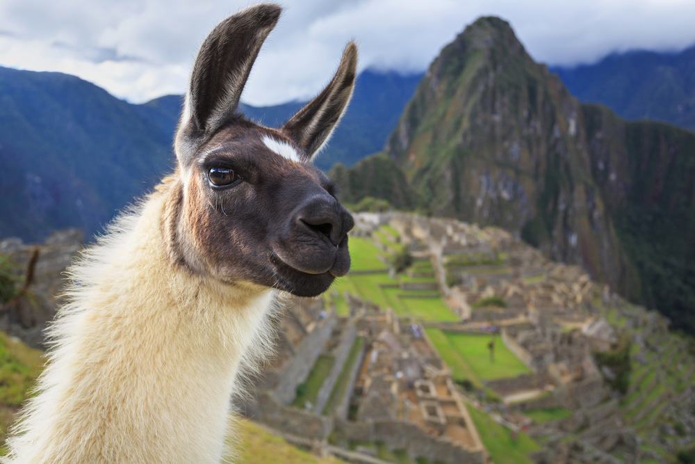 machupicchullama