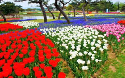 Parque costero Uminonakamichi