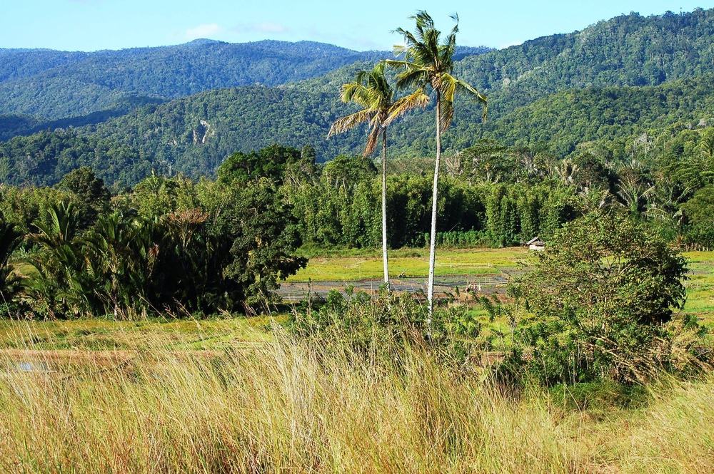Parque Nacional Loré Lindu