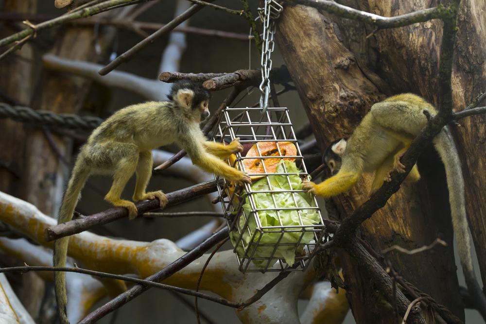 Zoológico de Basilea