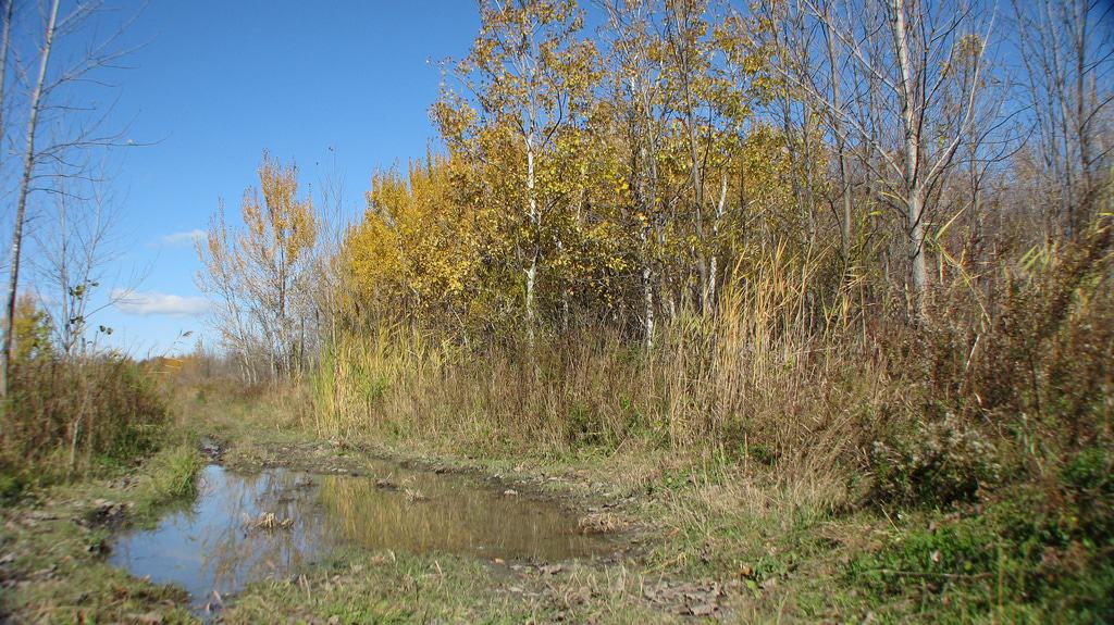 Boisé du Tremblay