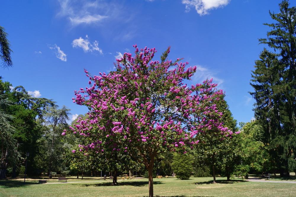 Parque Massari