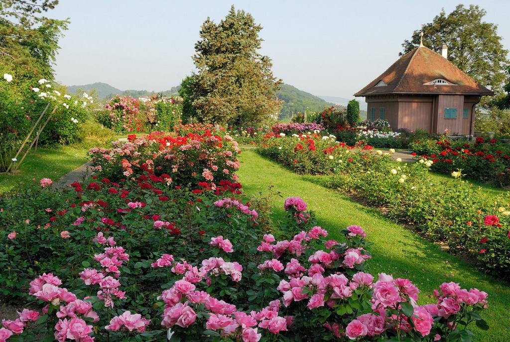 jardín de rosas