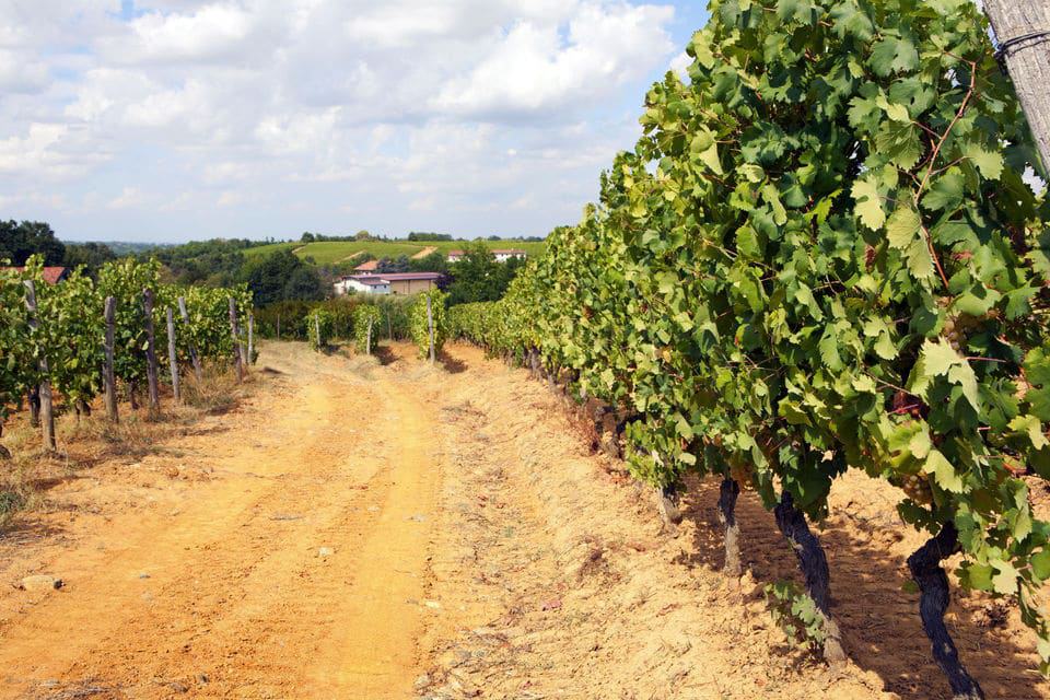 Sassicaia, Ornellaia Y Los Vinos De La Costa