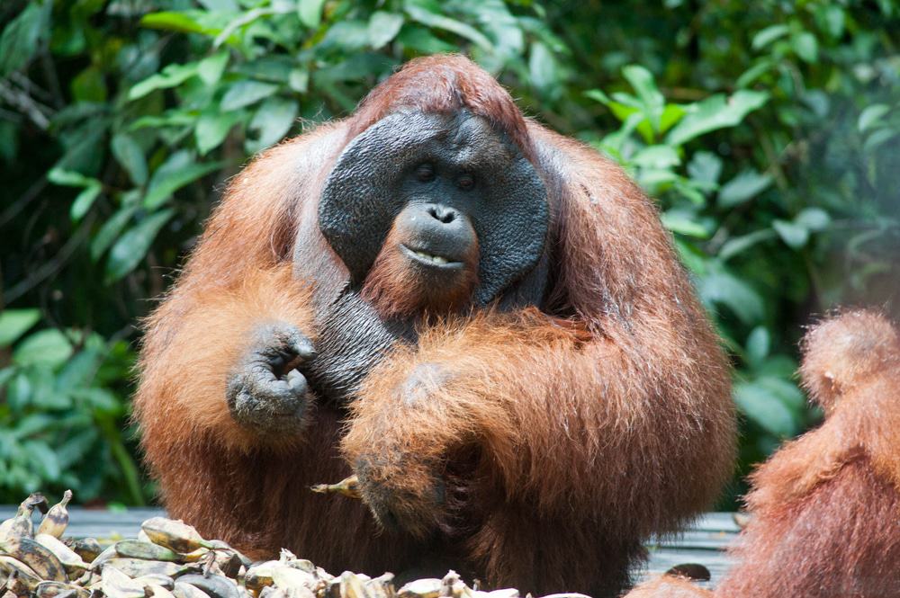 Parque Nacional Tanjung Puting