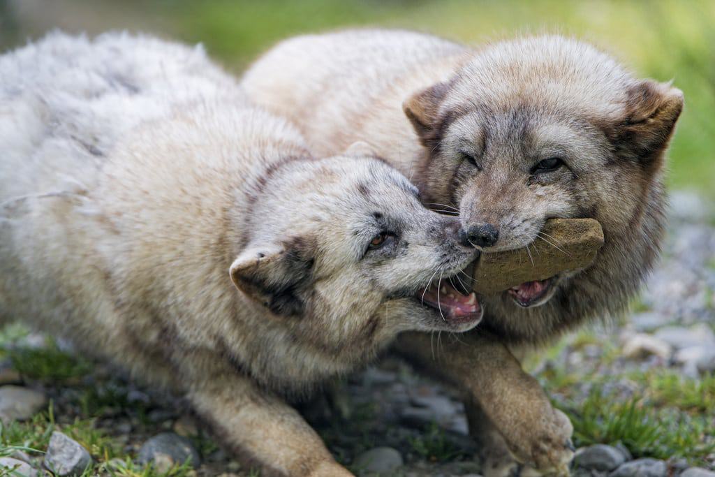 Tierpark Dählhölzli