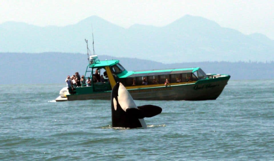 Safari de avistamiento de ballenas en Vancouver