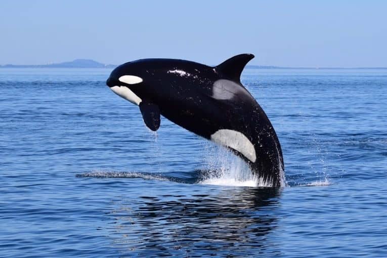 Excursión de avistamiento de ballenas en zodiac desde Victoria