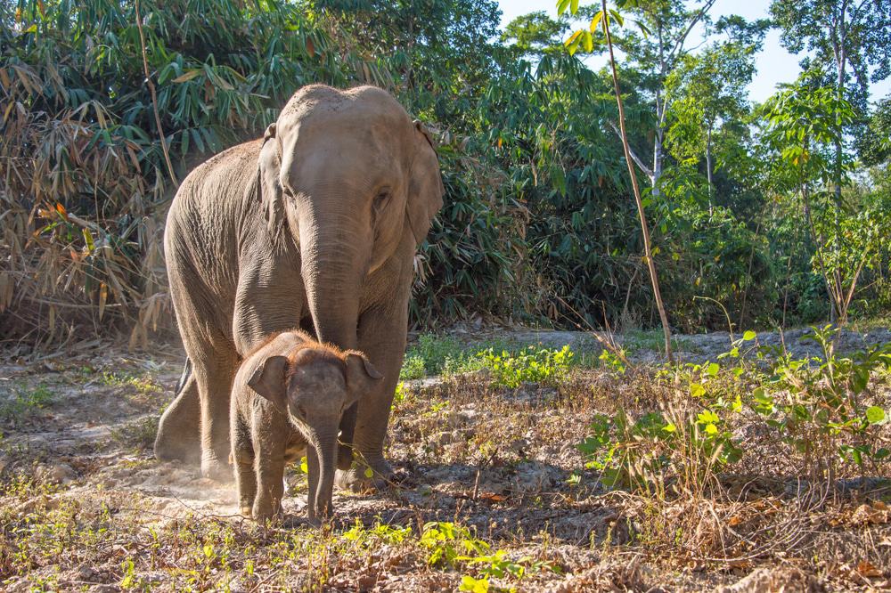 Elefante de Krabi