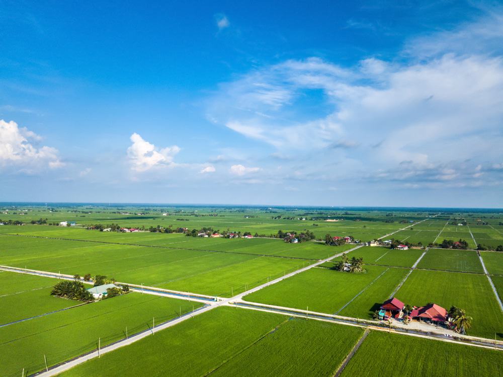 Campos de arroz de Sekinchan