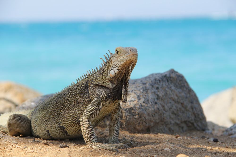 Playa Iguana, Isla del Renacimiento